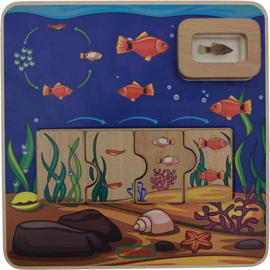 Learning Board: Fish Life Cycle | Preschool STEM & Observation Skills ...