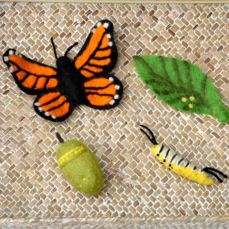 butterfly-life-cycle-3_800x.webp