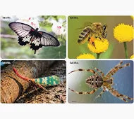 Tuzzles Insects: Mini Beasts Puzzle Set of 4 | Educational Kids Puzzles ...